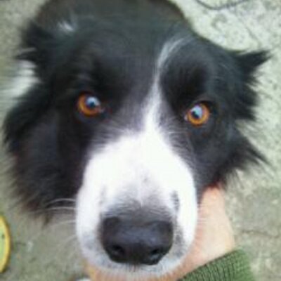 ブンブン55 555bunchan Twitter