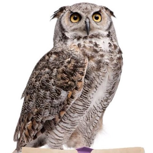 teamsutton4's profile picture. 