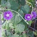 Peggy Geer - @keepingupwwtx - Twitter