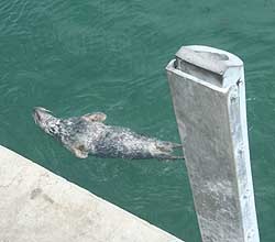 ChathamGreySeal's profile picture. Enjoying the waters off Chatham until...