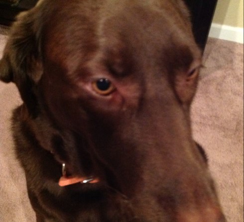 BIEPrepper's profile picture. I am trying to get ready for when the SHTF.  I mostly write about the stuff that I think I can do to be ready