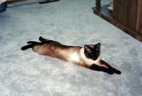 samthesiamese's profile picture. Cat, fixed, male. Enjoys lying in the sunshine, grooming, looking good, & swatting author Peter Scottsdale (his human). Loves chicken & scratches.