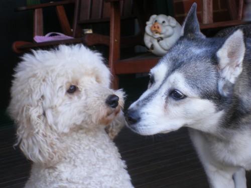 A keen interest in politics, animal welfare and sport, especially football (Hawthorn FC) & cricket (Vic & Australia). My two trusted advisers are in the photo.