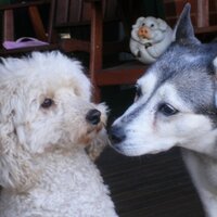 Steve R (@von_and_toby) 's Twitter Profile