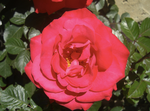 Een rozenprieel is een half-open tuinhuis omgeven door rozen.