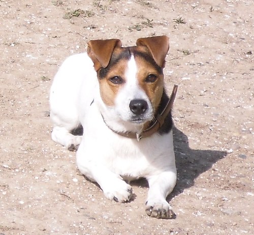 I'm a fifteen year old Jack Russell, who lives with an owner whom I've trained very well ! ( Well- enough to get a profile on here)