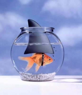 Just a friendly little fish with a big appetite for success.