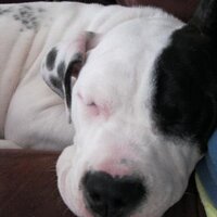 Lisa Socci (@lisasocci1) 's Twitter Profile