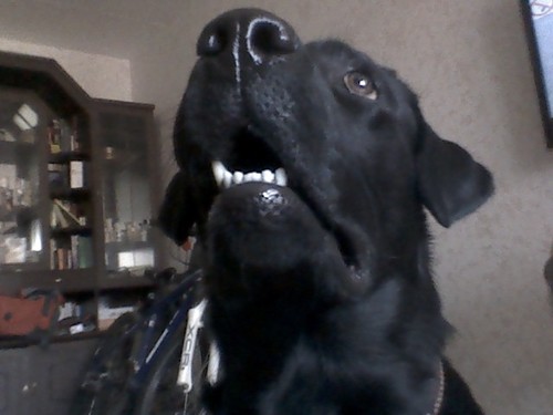 dogshiva's profile picture. Good black labrador. Добрый черный лабрадор. Я пес. #followback