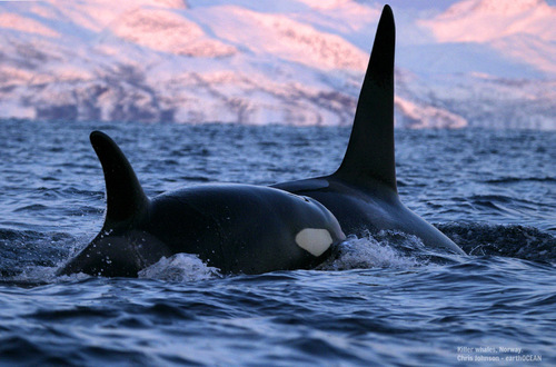 The science of whales, dolphins and porpoises. Blog by Genevieve & Chris Johnson @ocean_genevieve @earthocean