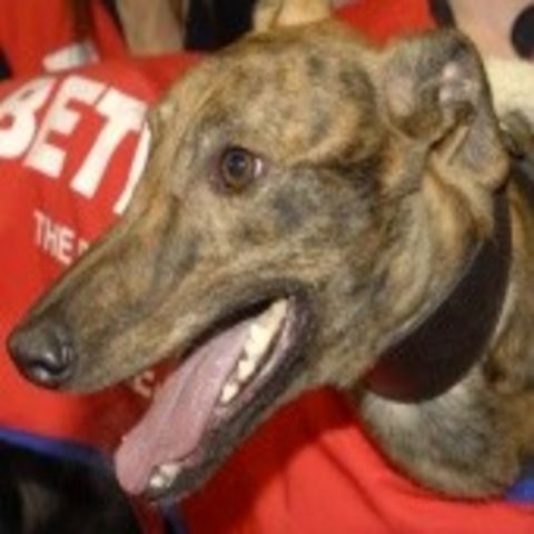 Hi, I'm Jimmy - the fastest sprinting greyhound you will have ever seen...here I will share my thoughts about my canine friends. Views are a dog's