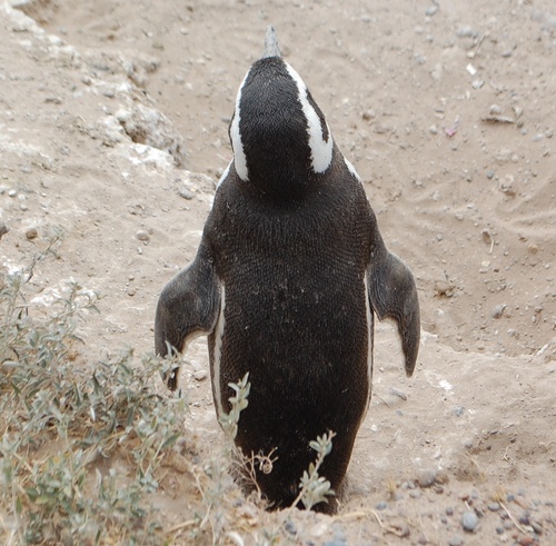 MarkJamesONeill's profile picture. Would-be flâneur. He/him. Views my own.