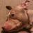 4rm_da's profile image