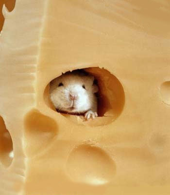Uh... Cheesy joke? Yea, we don't want no egg yolks