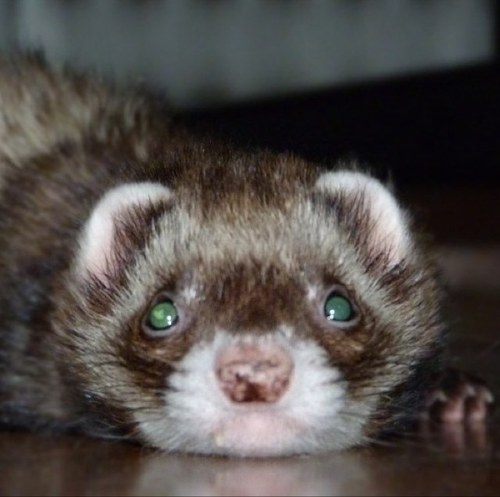 noksoflive's profile picture. Pasa un dia ratonudo. Felices peces. Peter.