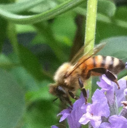 alter_edenism's profile picture. gillian leitch ❙ elemental designer ❙ native plant lover ❙ beekeeper