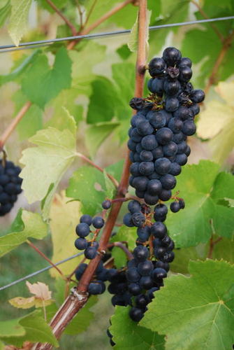 rwong24brix's profile picture. Beyond grapes, plates, chopsticks and birdies. Purveyor of British Columbia wines and cider. Support and drink locally! Tweets by Raymond Wong.