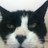 AnjaliRao6's profile image