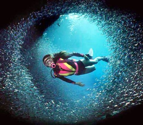 cyberneticsoul's profile picture. スキューバダイバー歴20年、旅行好き。I’m a Scuba Diver, I have visited many countries. Love Movies, Documentaries.