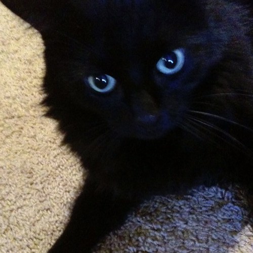 SF_Sean8's profile picture. I’m a cat. All thoughts are my own.