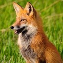 Mark Fox - @bosco_1787 - Twitter