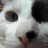 ちーちゃんのアイコン