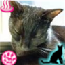 nyatch26's profile picture. 格闘系黒猫、わんぱくな子らと暮らしてます。超マイペースです。