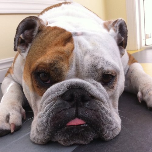 denisewharton's profile picture. 