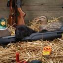 Joe Banach - @whoisjabes - Twitter