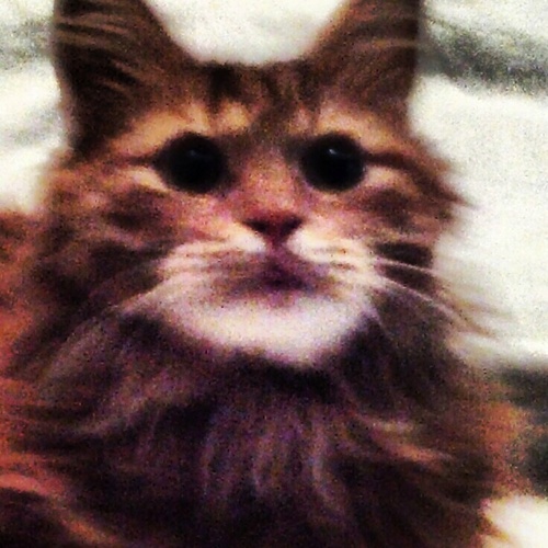 tursiopsjones's profile picture. 