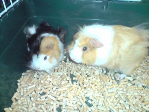 SandraFuster's profile picture. 