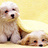 poodleiam's profile image