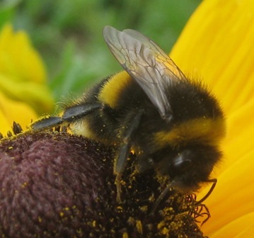 Urban Pollinators