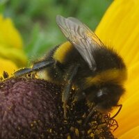 Urban Pollinators (@readingurbpolls) 's Twitter Profile