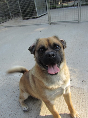 Lord Whisky - Rehoming charity for all types of animals in Kent. We never put a healthy animal to sleep. Looking for fundraisers, volunteers & homes for pets.
