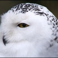 yuzunoka (@kfhy0000) 's Twitter Profile Photo