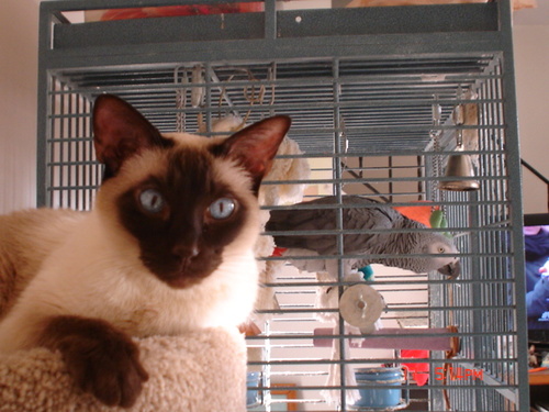 Siamese. So I have cattitude!.I love furry mousies, catnip, wand toys and keeping my mom on her gigantic toes. My sisfur Tillie went OTRB 08/23/11,I miss her.