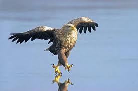 hawk4_n's profile picture. 
