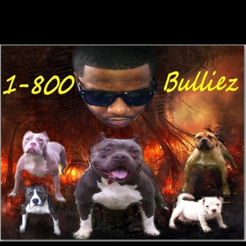 1_800_Bulliez's profile picture. 
