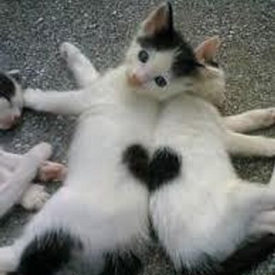 雄猫
