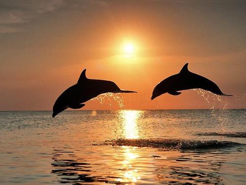 The beauty of animals .