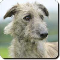 Lurcher2010's profile picture. Boro & Long Dogs