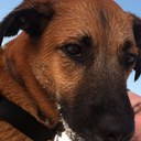 Aggie Lee - @aggiethedog - Twitter