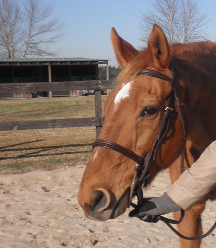 I'm a 30 year old accident prone horse!!