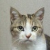 mimupuchi's profile picture. 動物大好き！実家では犬、猫11匹と暮らしていました。
現在は富士山の麓に住んでおり、毎日、保護猫達のお世話に行っております🎵
保護猫達の様子は下記《とうりあんNeco 》サイトをご覧ください。
令和７年関節リウマチ発症、治療が始まりました。不安いっぱいですが、これからも、猫達のお世話を続けたいです。