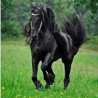 ahmed ali (@ahmedali281) 's Twitter Profile