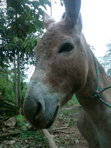 El Burro Ermenegildo