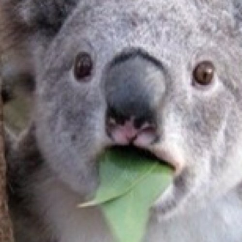 mringo13's profile picture. 今オリンピックやってるやんかーだから思ってしまうわけ4年って早いな～って...次のリオでも何も成し遂げてない自信だけある...!!北島リスペクト!!