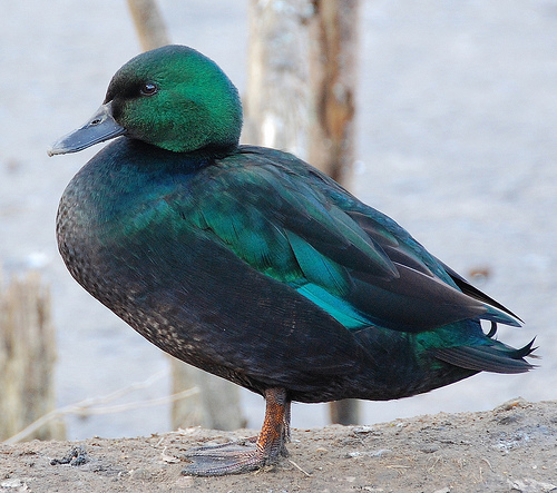 I'm a pretty odd duck