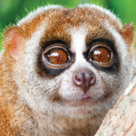 I'm Beau Fitzmorris Slow Loris, and I am very pleased to make your acquaintance indeed. I am polite if a little nervous at times.